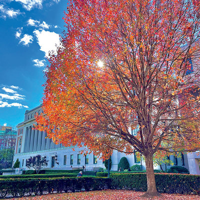 A tree with fall foliage in front of Butler Library at Columbia