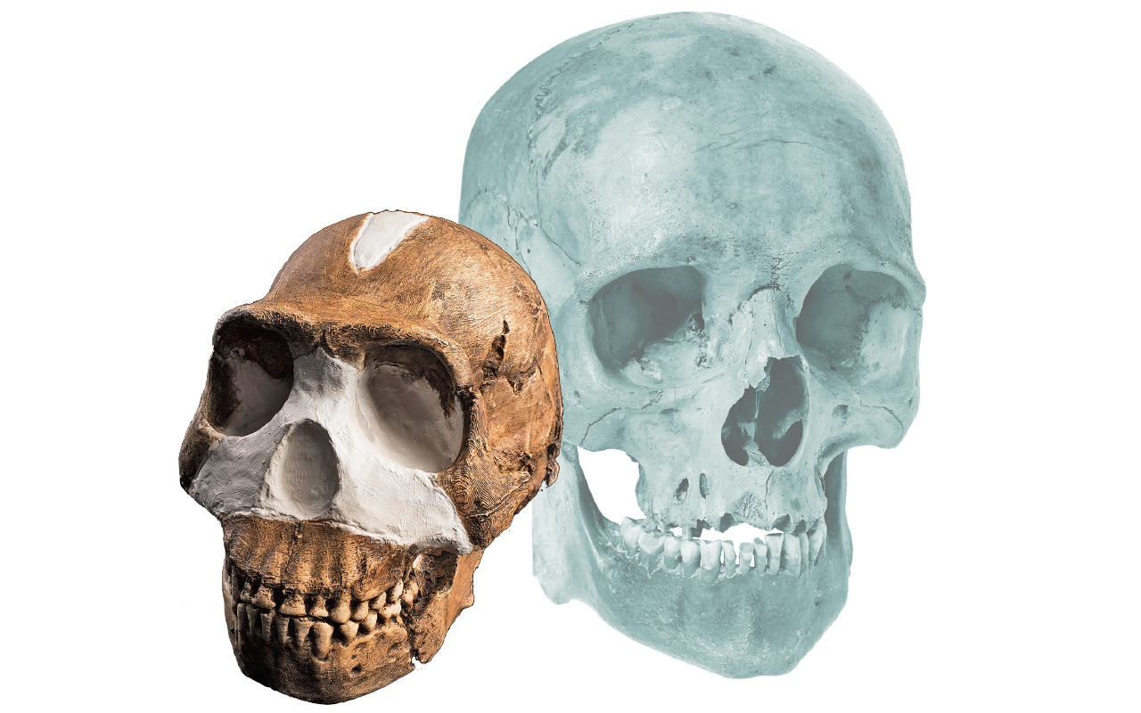 Photo of skulls
