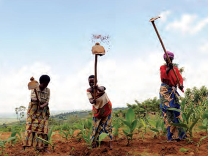 Rwandan farmers