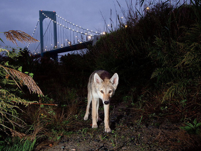 A coyote in New York City