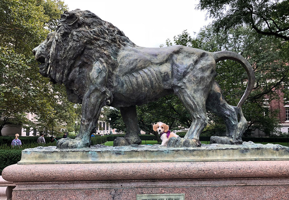 A small dog under the Lion statue at Columbia University
