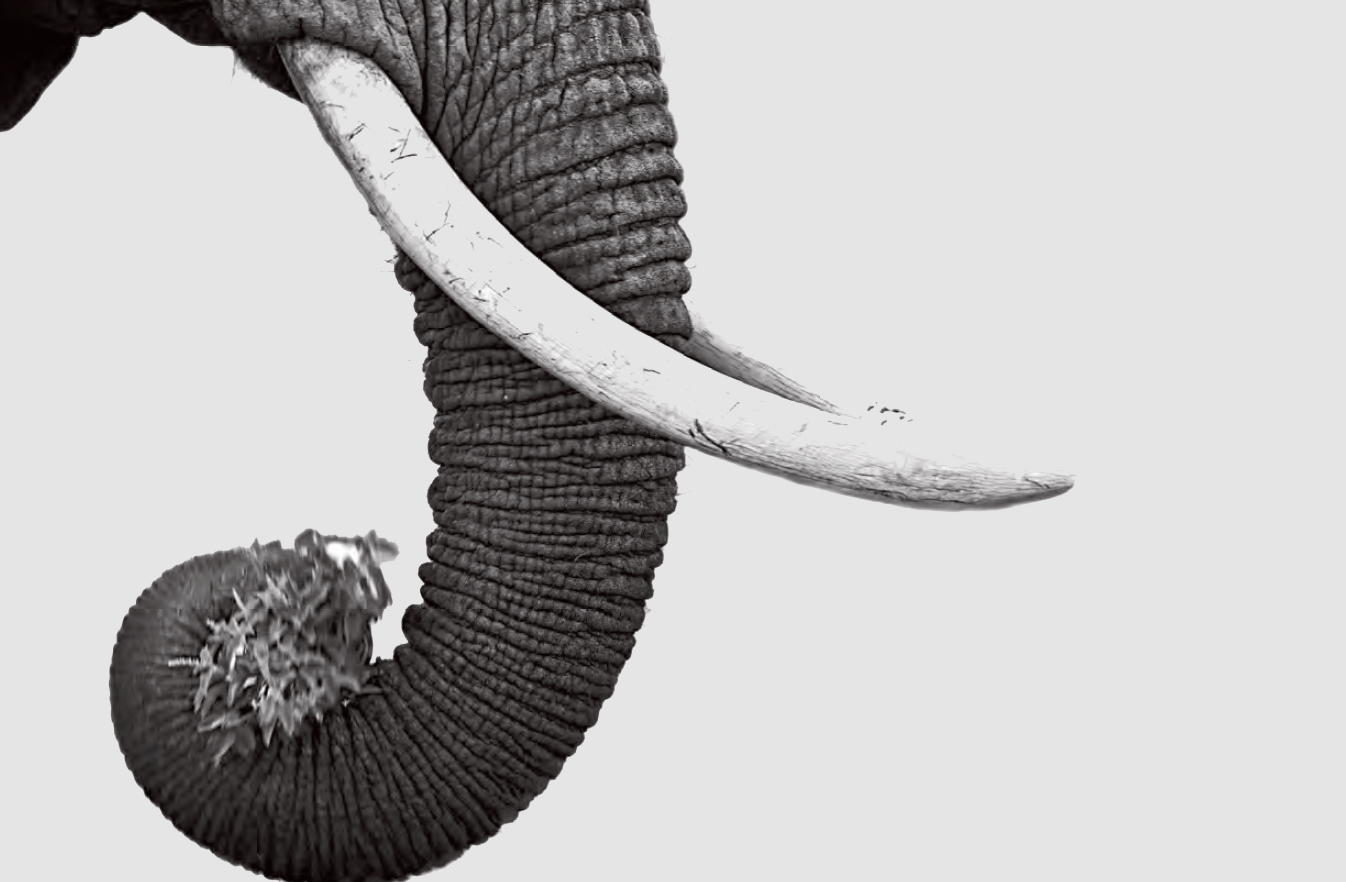 What an Elephant's Brain Reveals About Its Trunk, Smart News