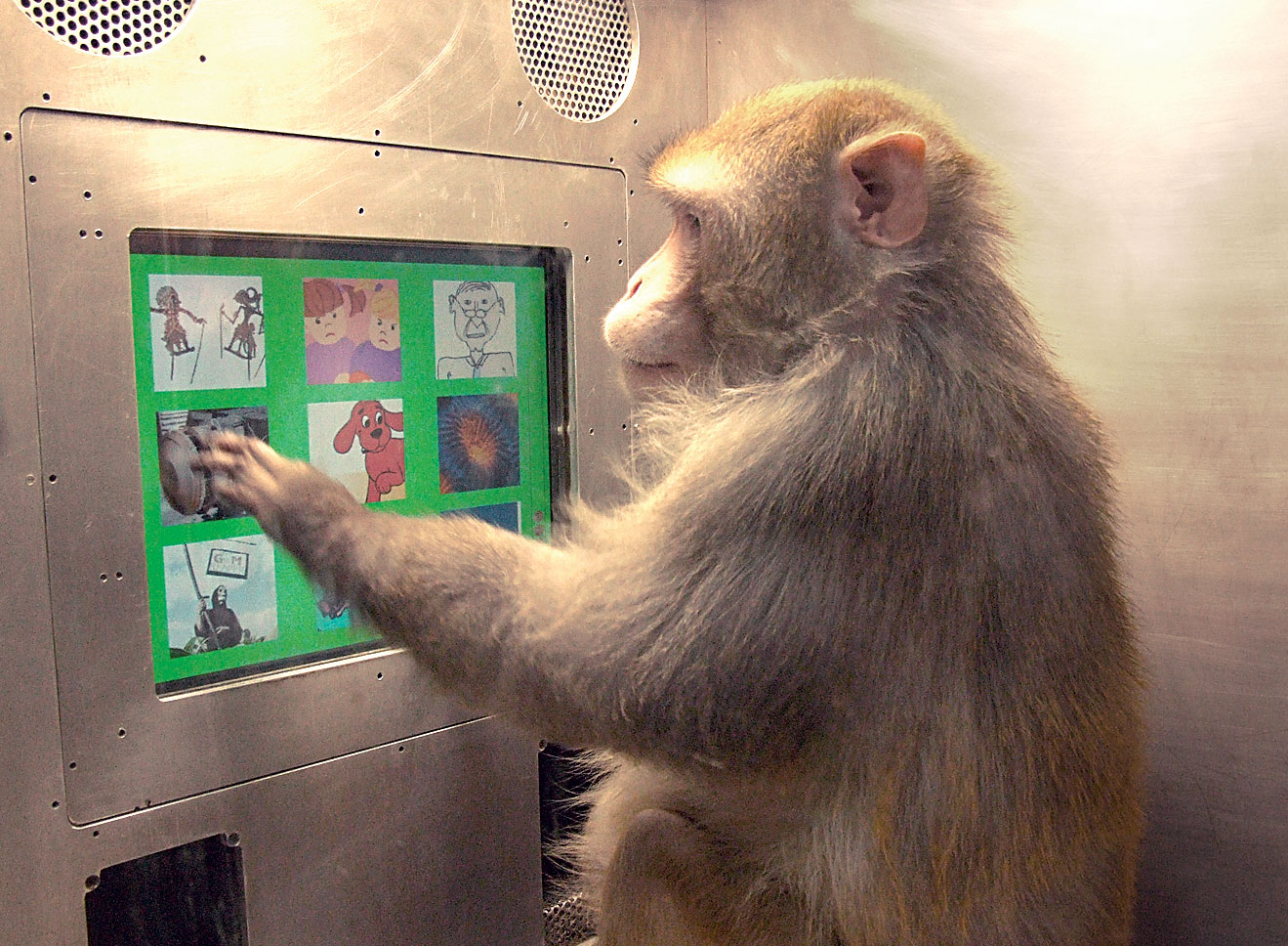 Monkey taking a metacognition test