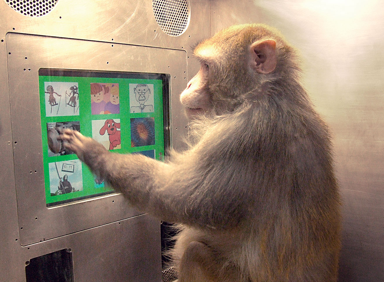 Tufted Capuchin Monkeys - Language Research Center