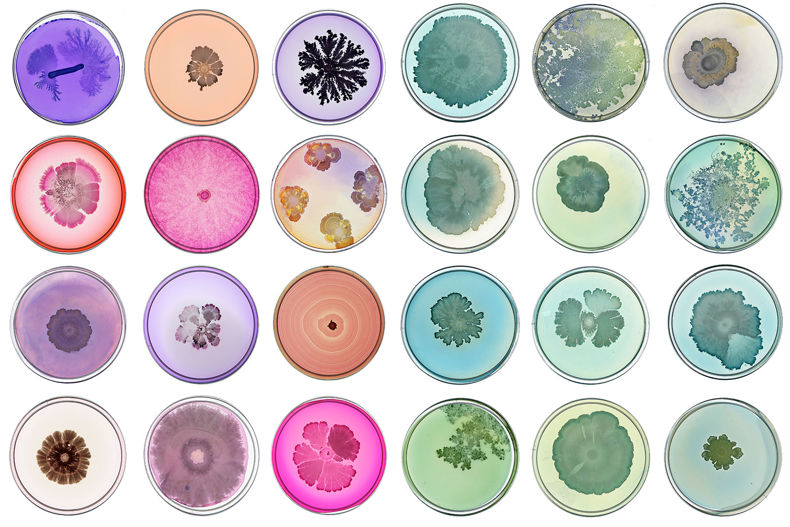 microbial-rainbow_1600px