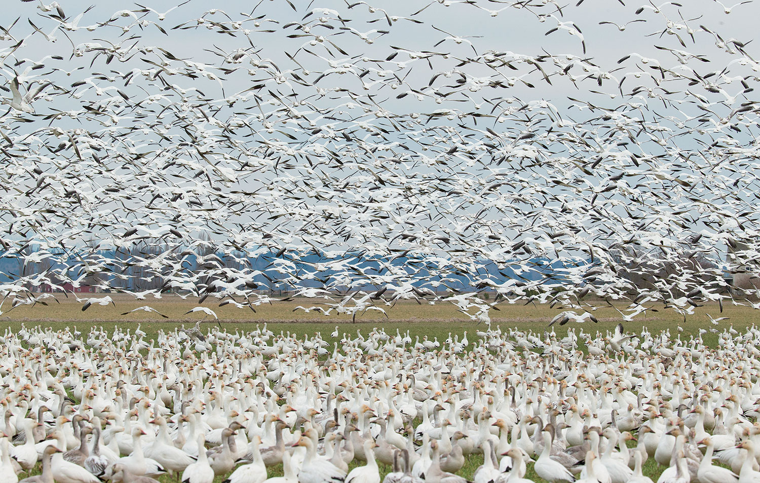 A flock of birds in Alaska