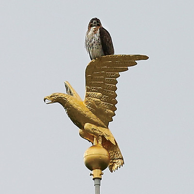 A red-tailed hawk perched atop a flag pole at Columbia University's Low Library