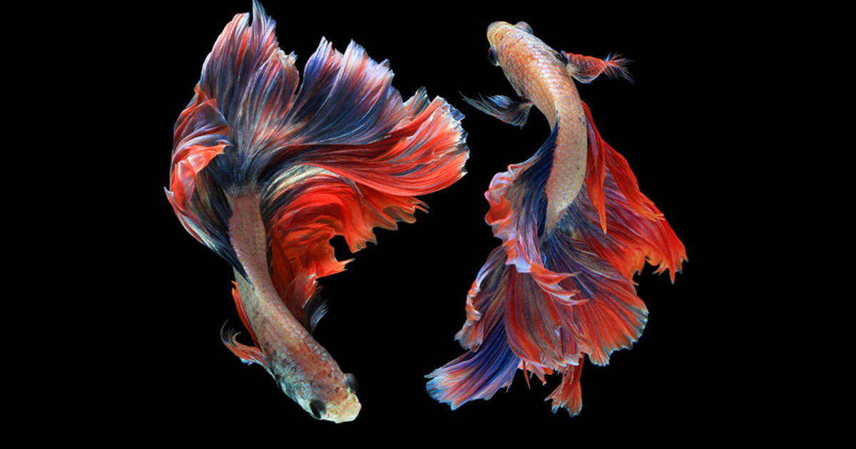 What Triggers Male Rage? Betta Fish May Hold Clues