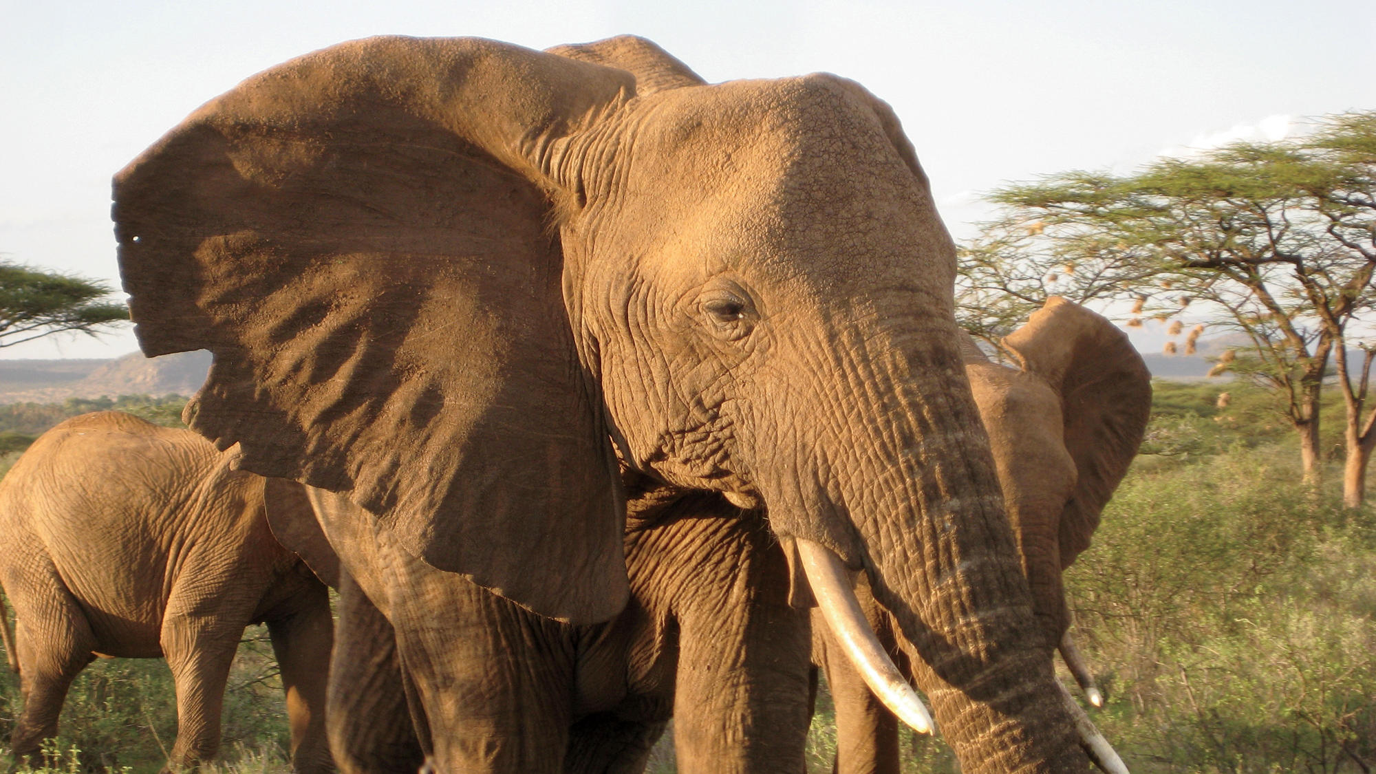 Elephant Poaching is Still a Huge Problem, New Evidence Shows