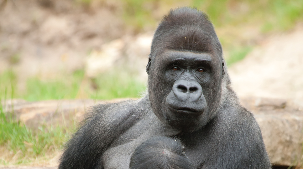 photo of gorilla