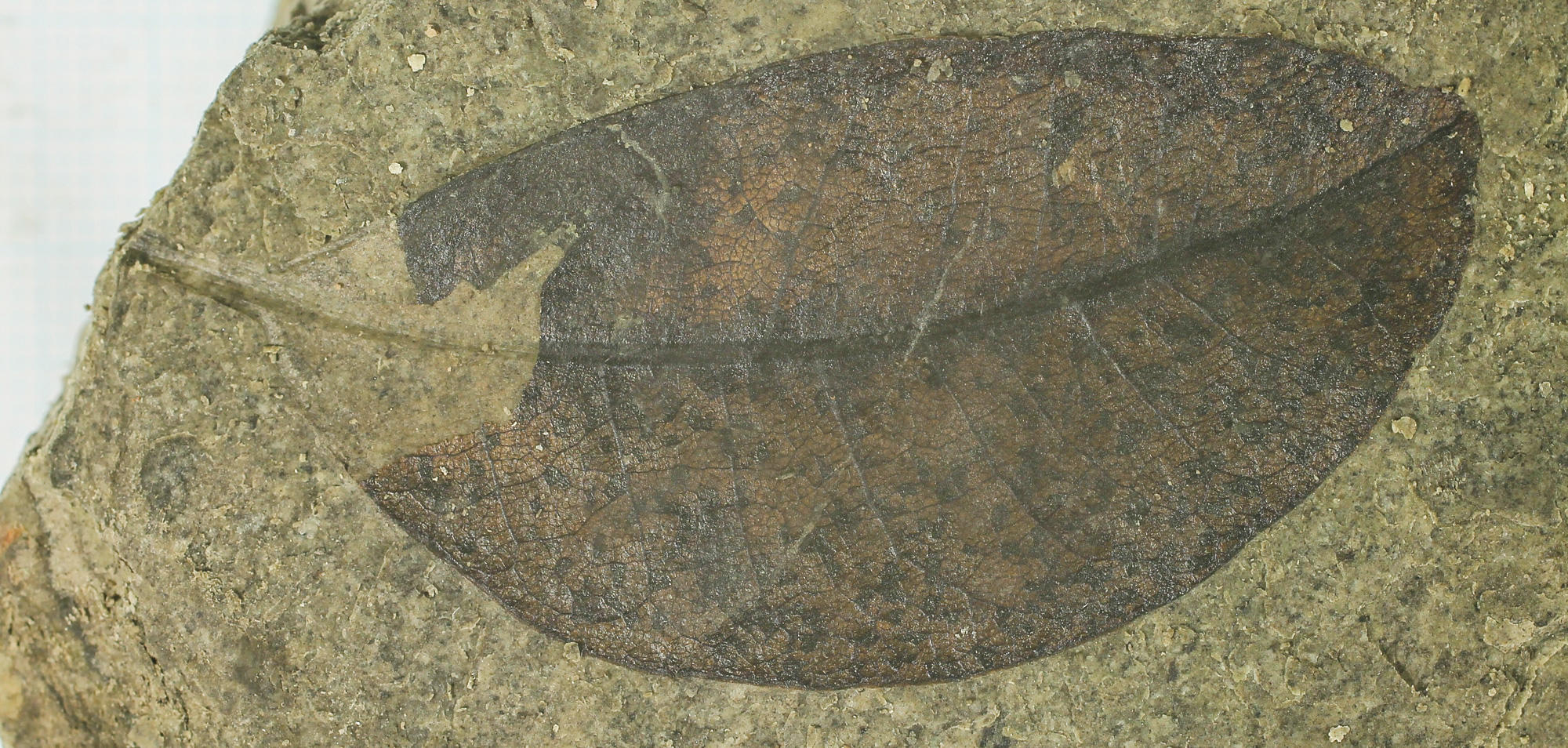 Ancient leaf