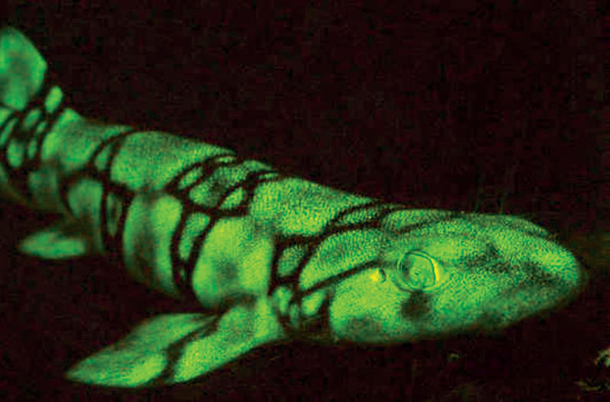 Glowing shark