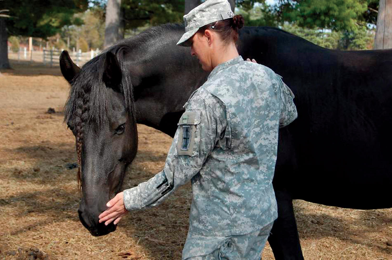 Soldier and horse