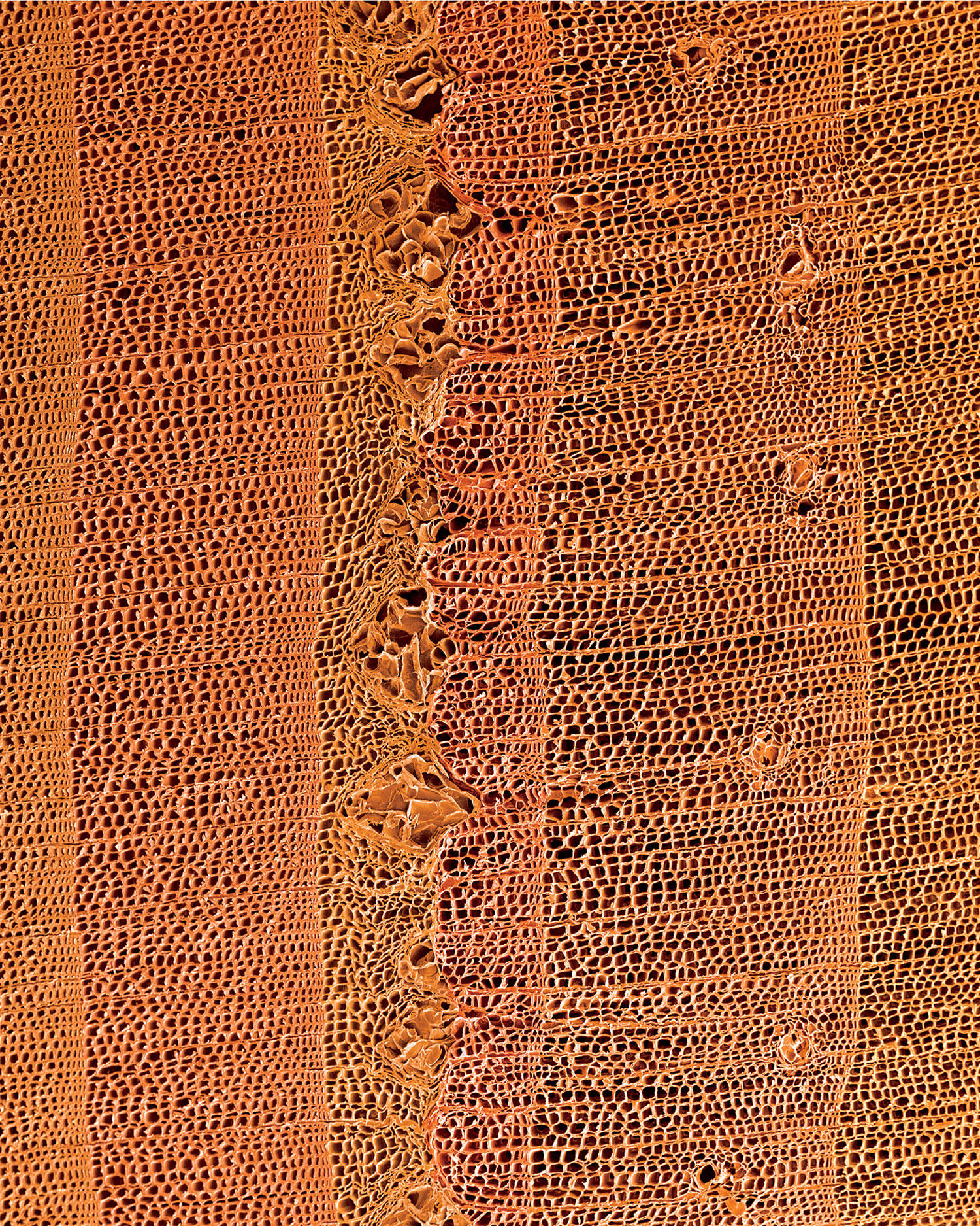 Tree rings