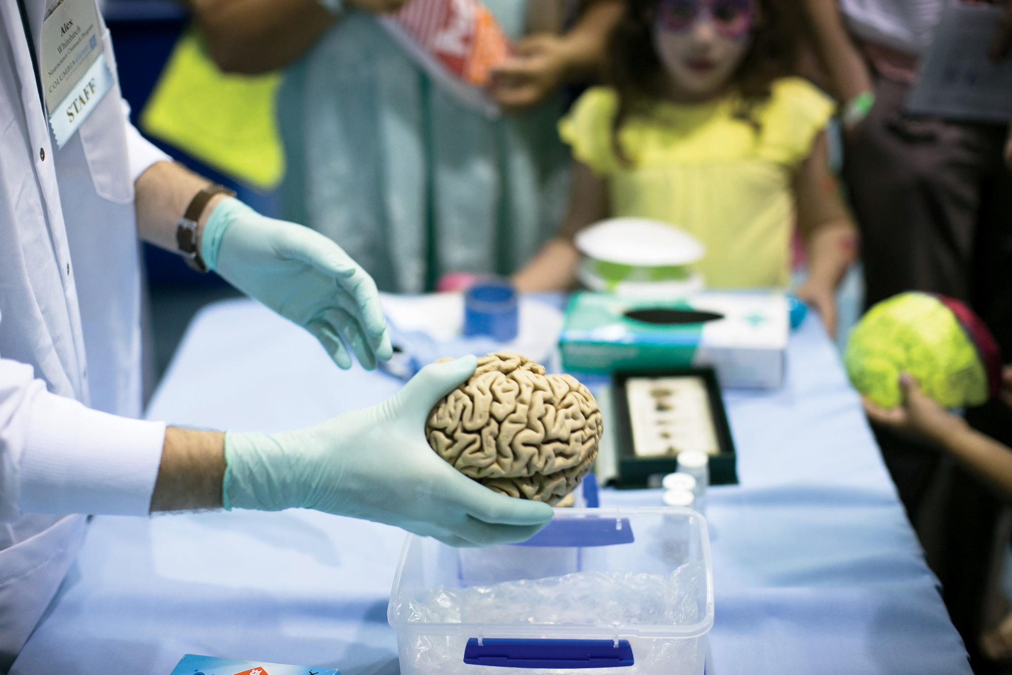 Brain