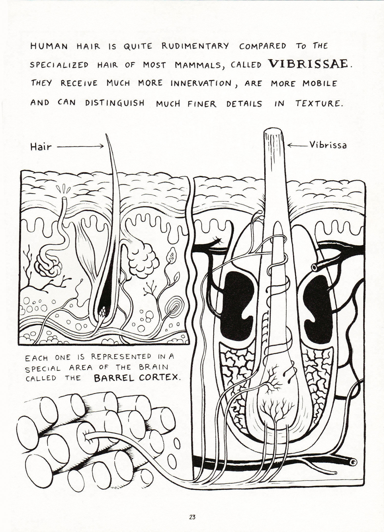 Matteo Farinella cartoon