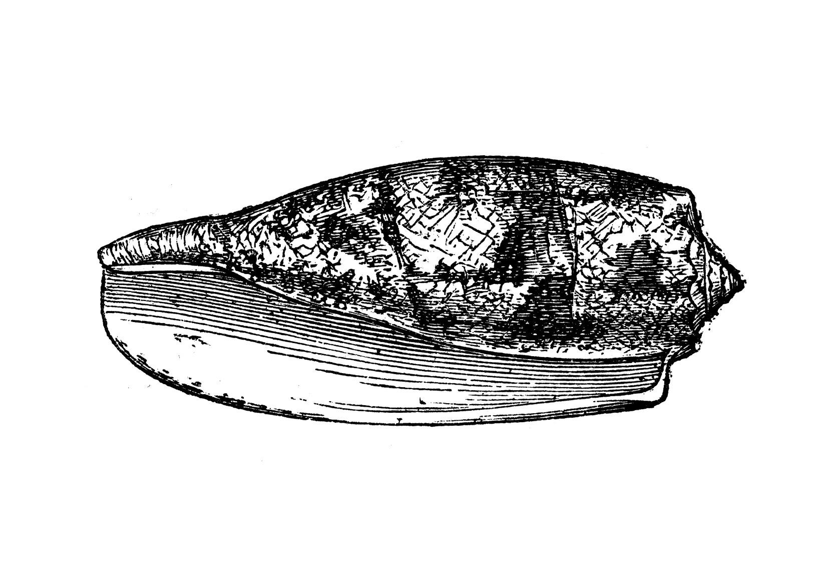 cone snail