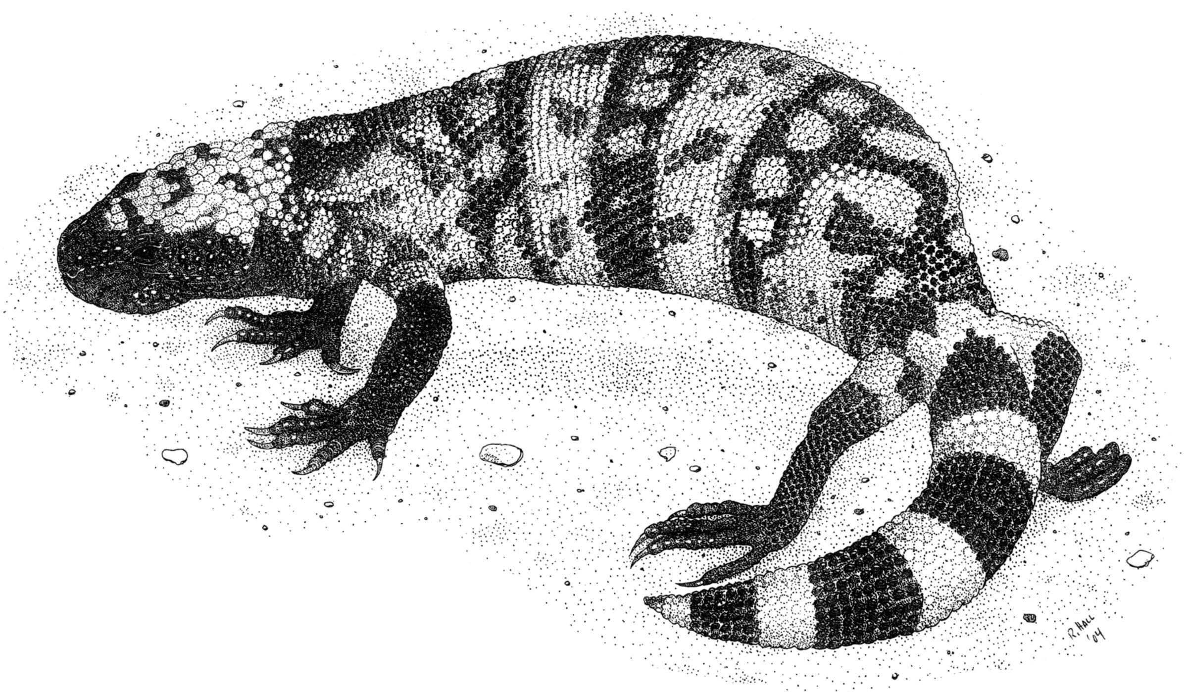 Gila monster