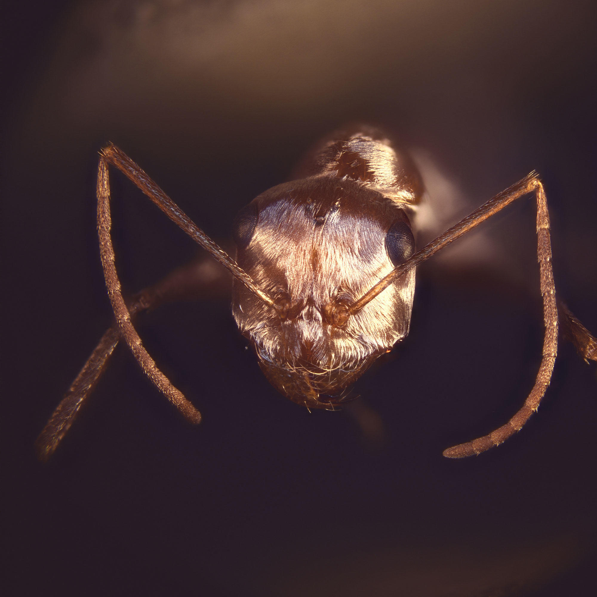 Saharan silver ant