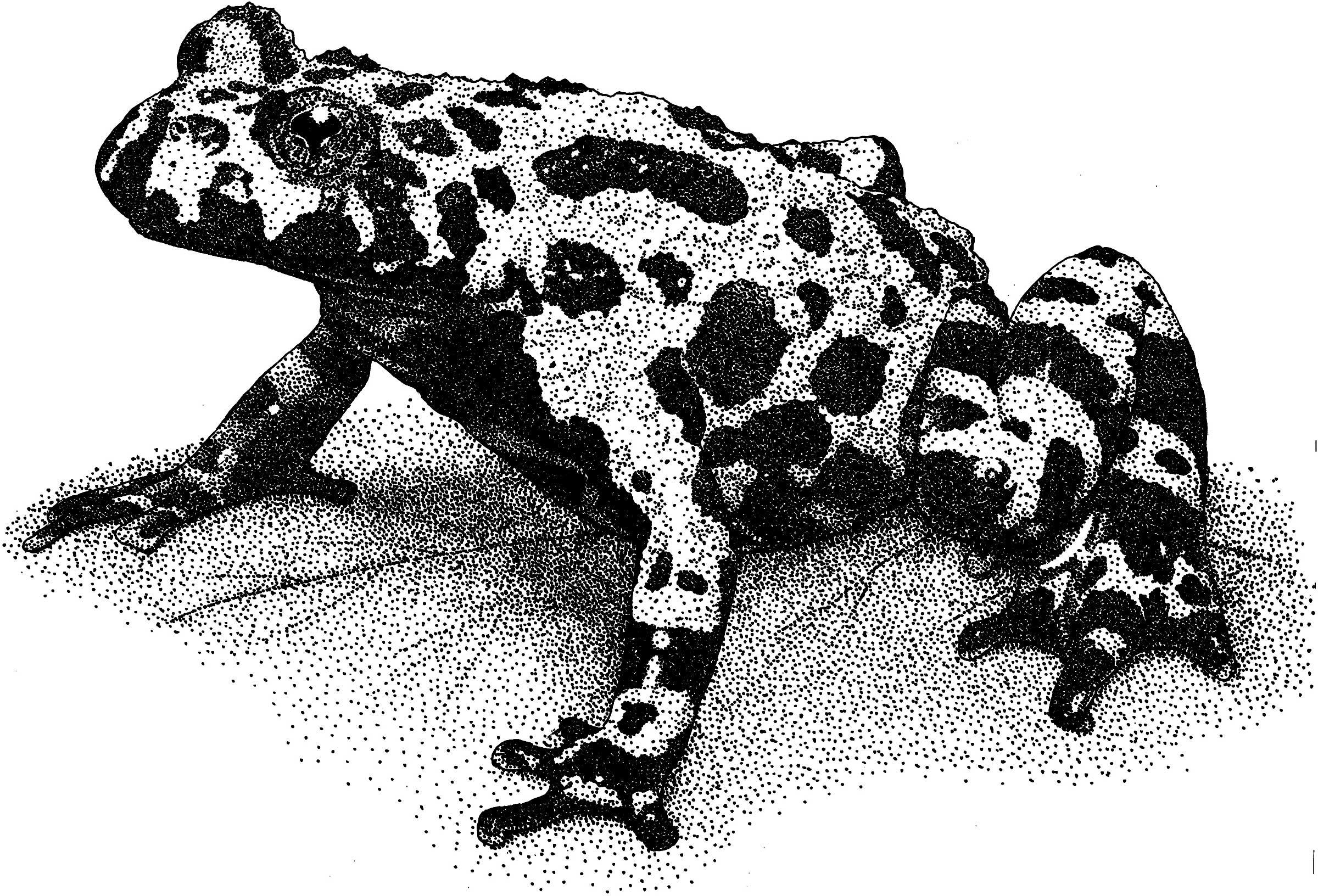 Toad