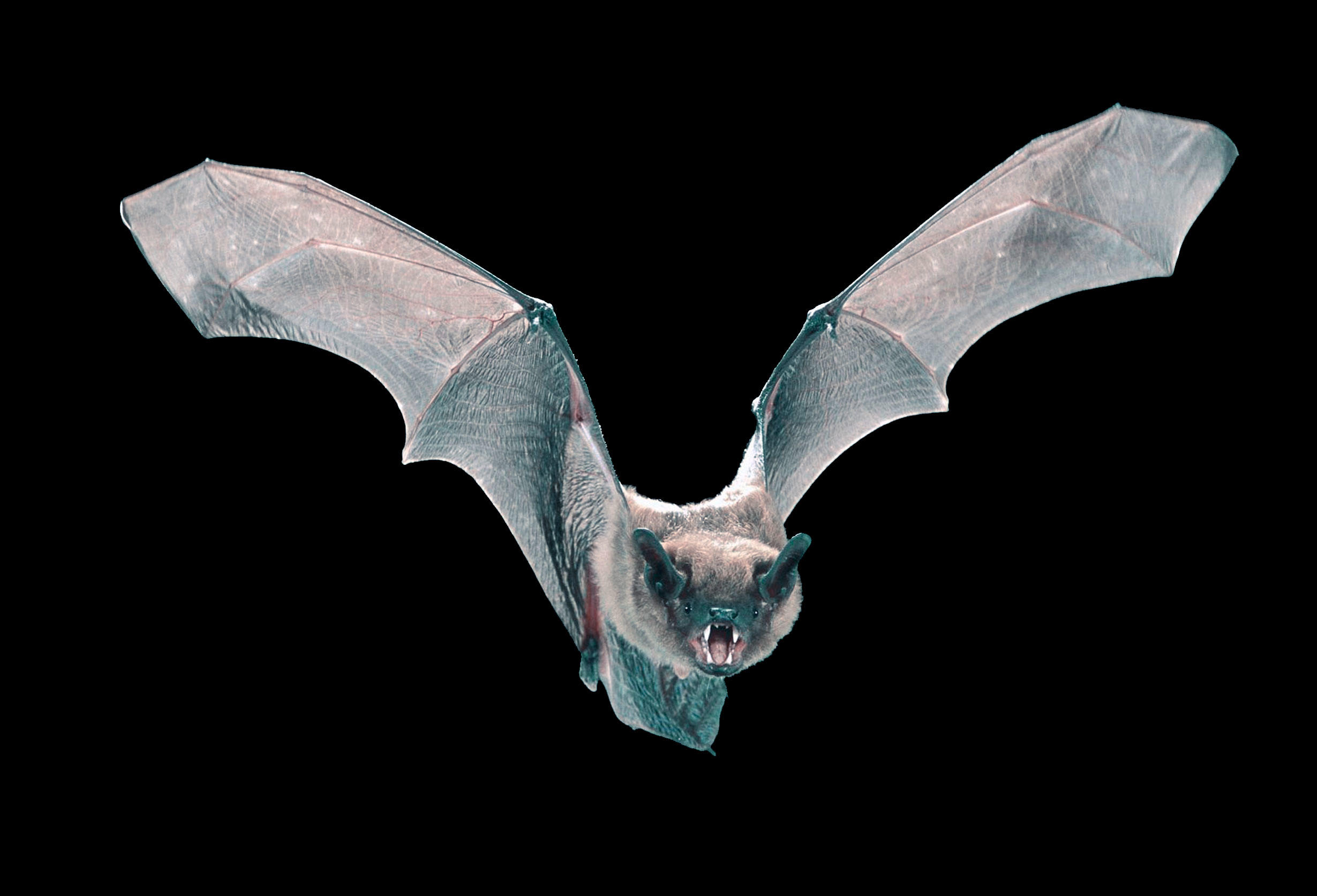 Big brown bat