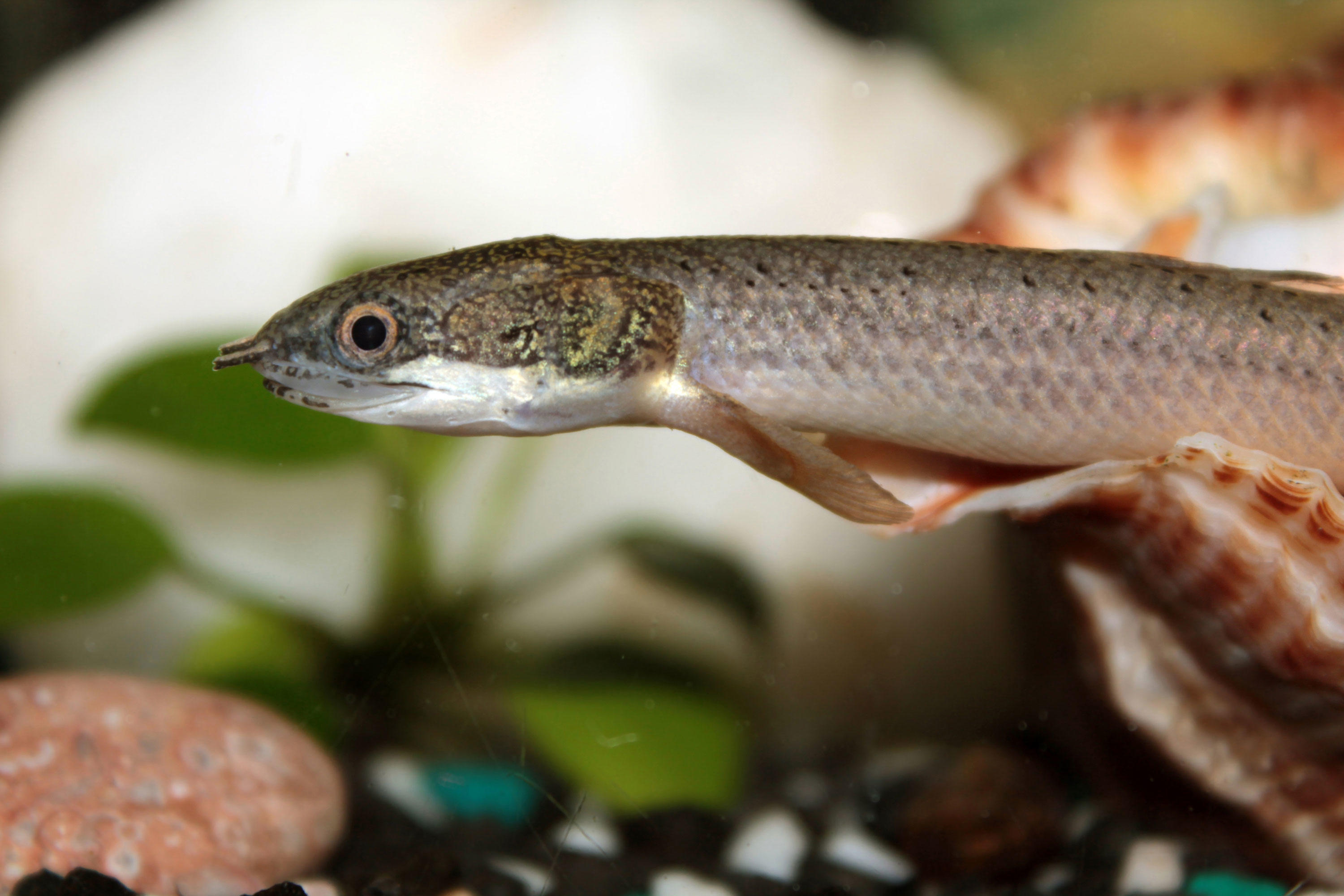 Dinosaur eel