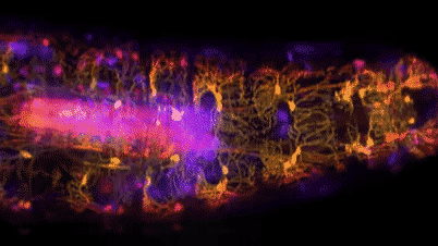 GIF animation of fruit-fly larva with visible neurons