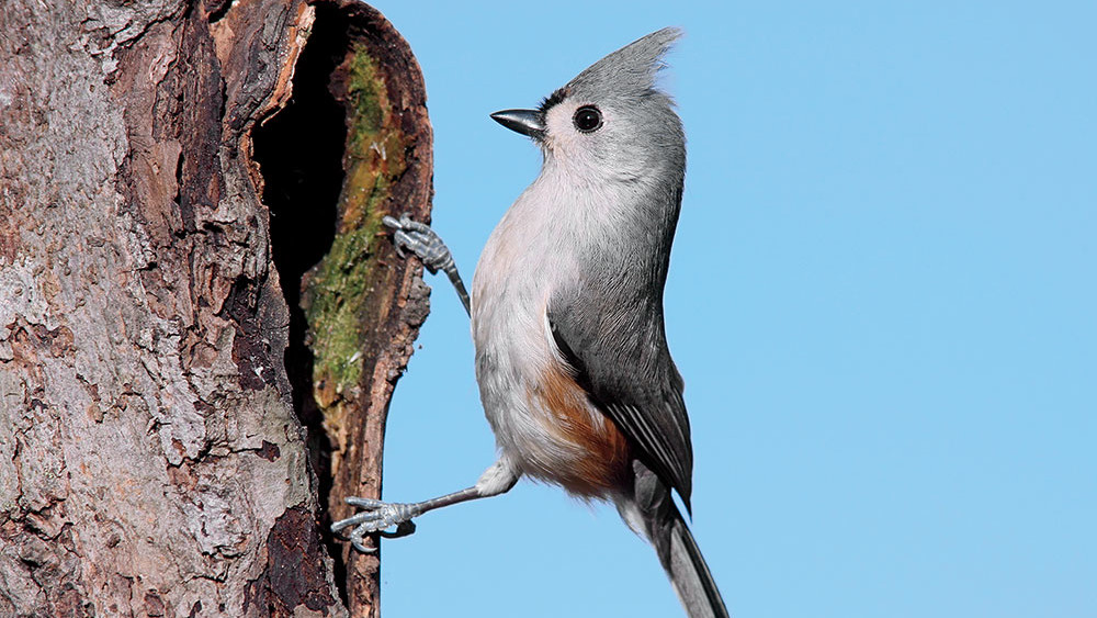 a Tufted Titmouse