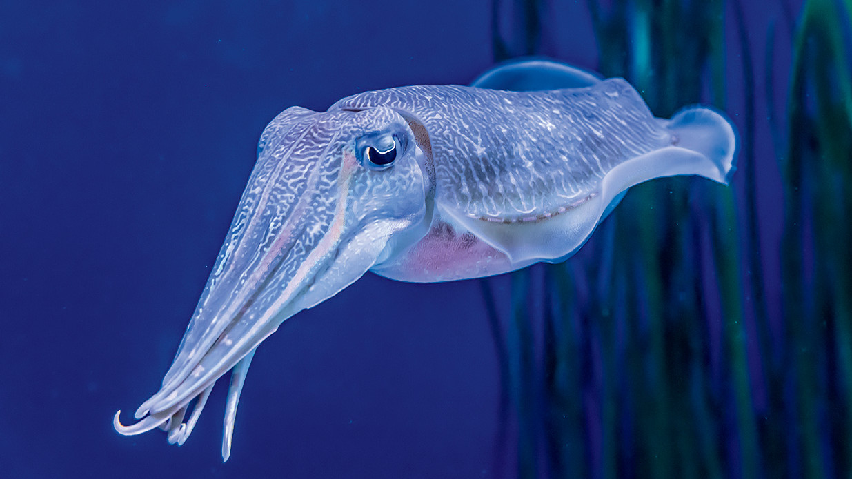 A cuttlefish