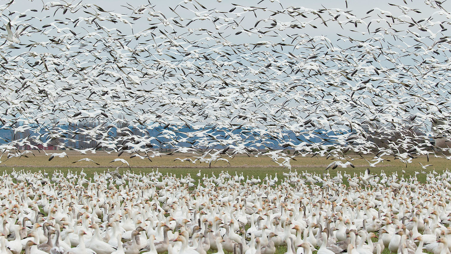 A flock of birds in Alaska