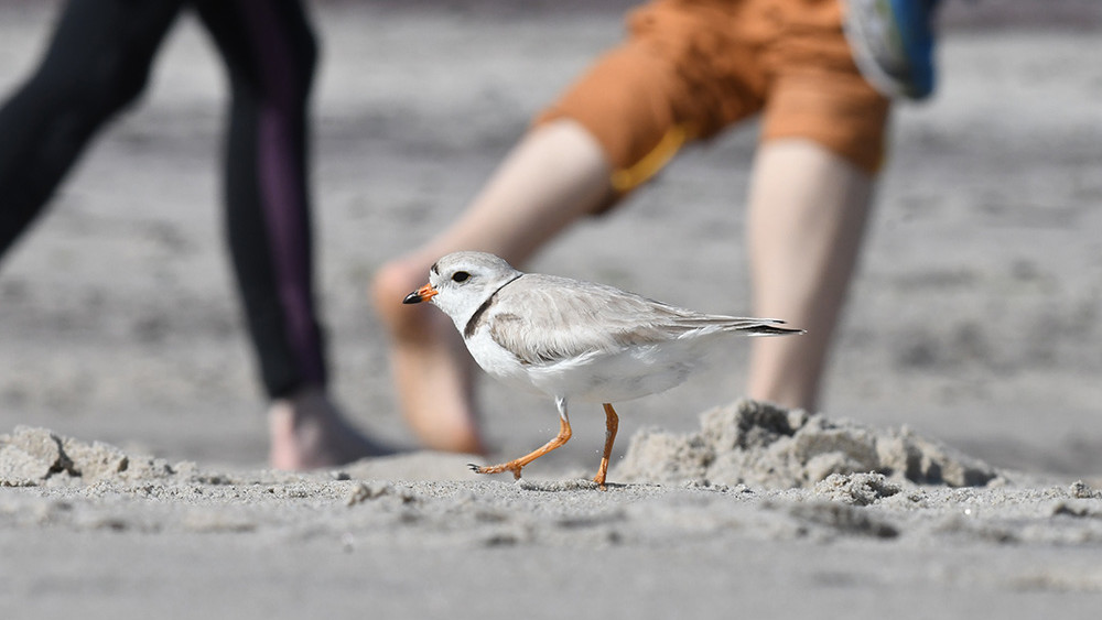 A piping plover in New York City photographed by Chris Allieri for the NYC Plover Project