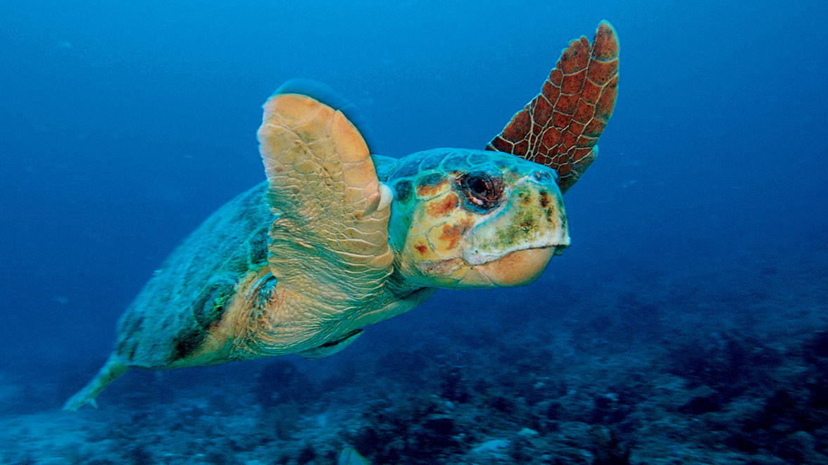 Sea turtle