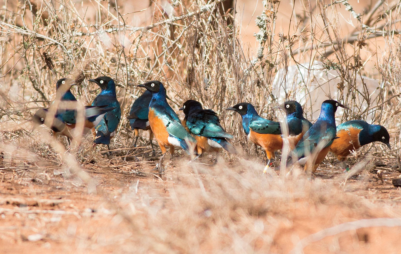 A group of superb starlings in grass