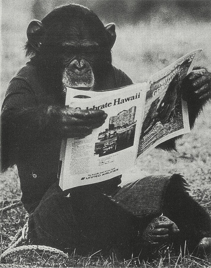 Chimpsky