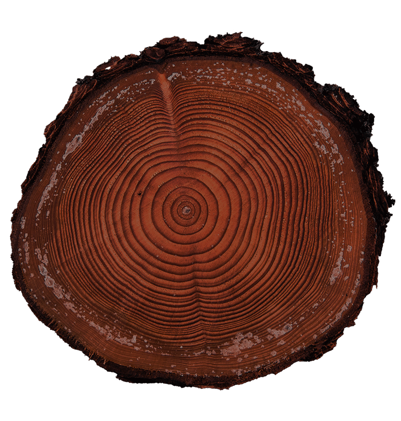 A stump with tree rings