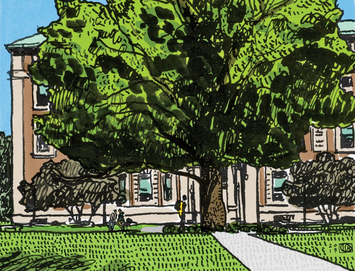 Illustration by Lauren Simkin Berke of the sycamore tree outside Columbia University's Mathematics building