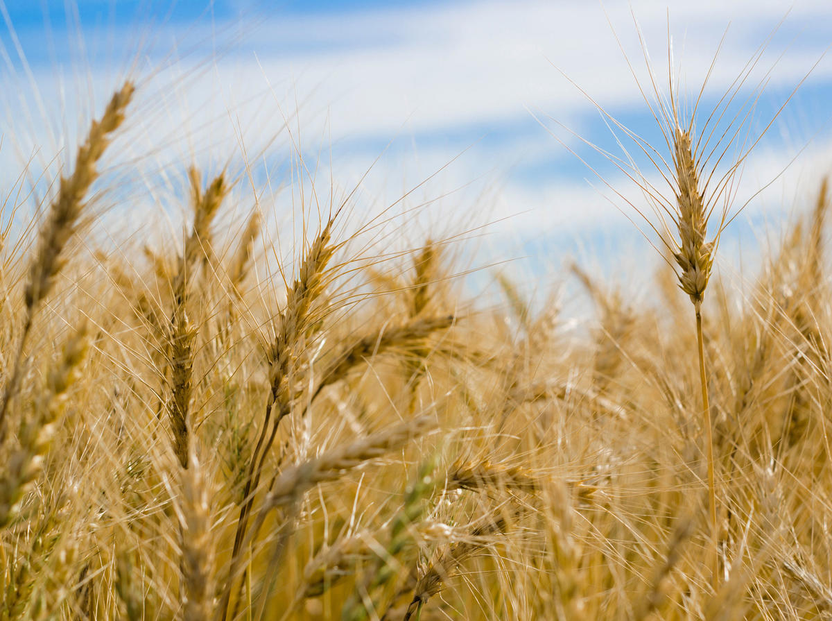 Wheat field