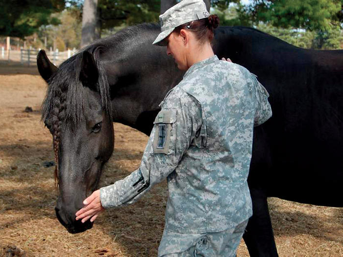 Soldier and horse