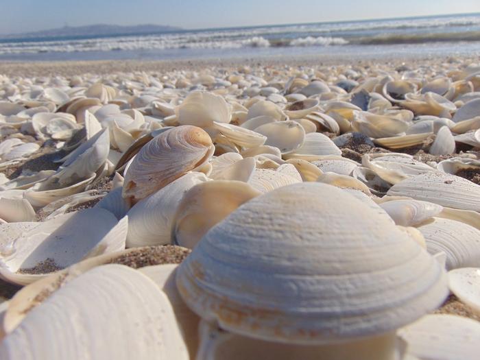 Clam shells on beach