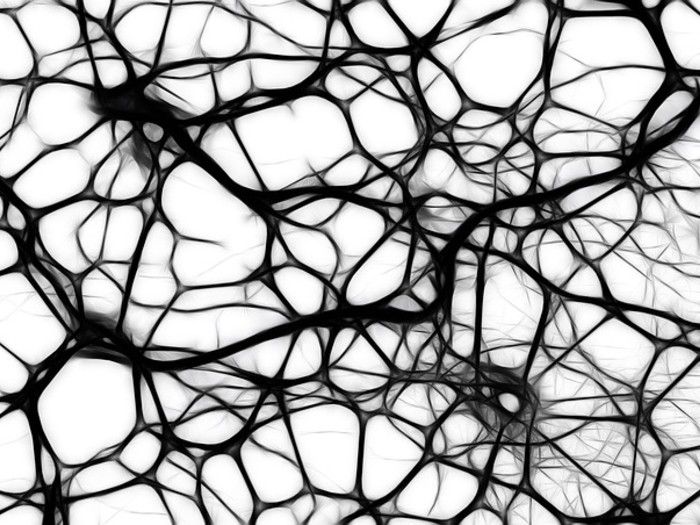 Neurons