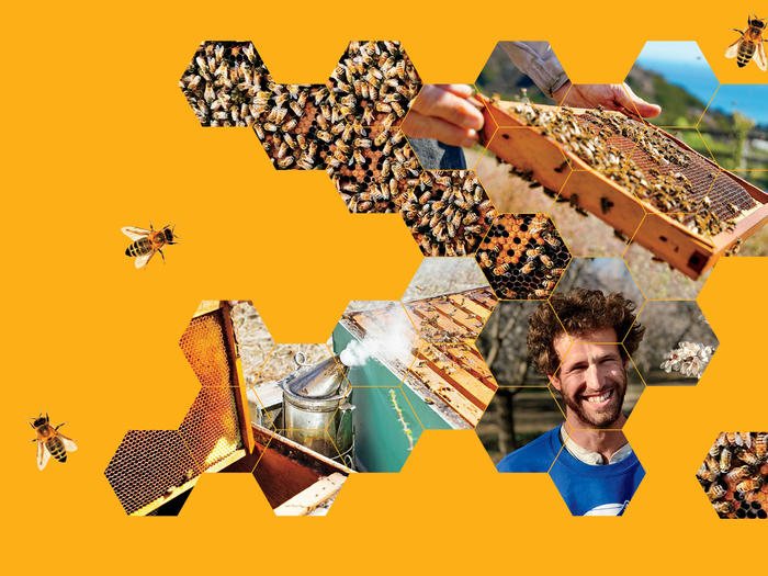Photo collage of Eli Lichter-Marck, bees, and beehives