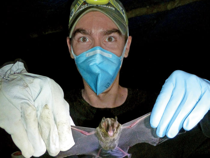 Columbia epidemiologist Simon Anthony inspects a vampire bat in the Brazilian rainforest