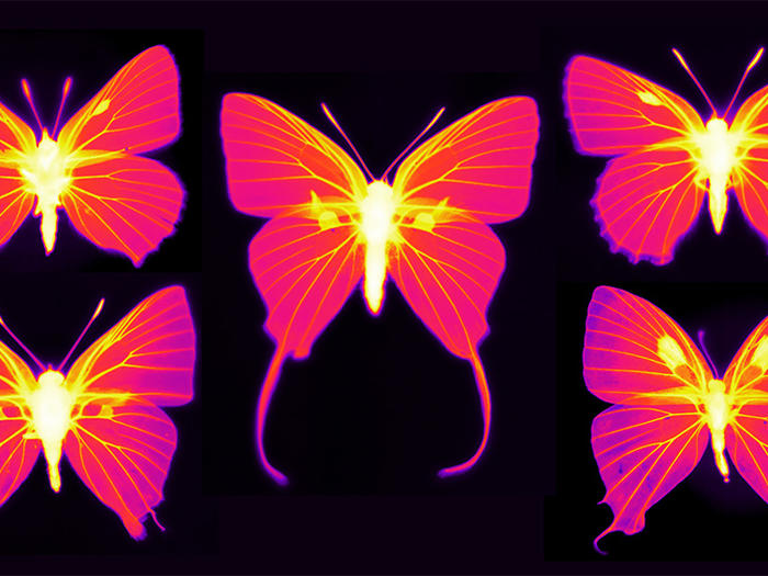 Thermal images of butterflies created by Columbia physicist Nanfang Yu