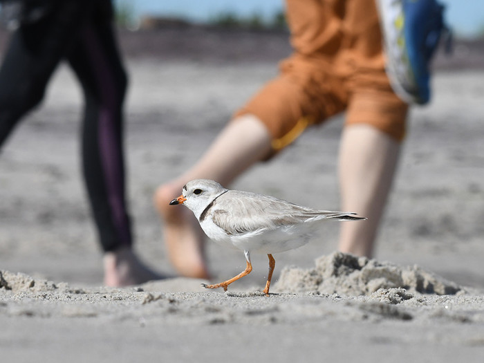 A piping plover in New York City photographed by Chris Allieri for the NYC Plover Project