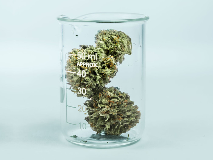 marijuana in a beaker