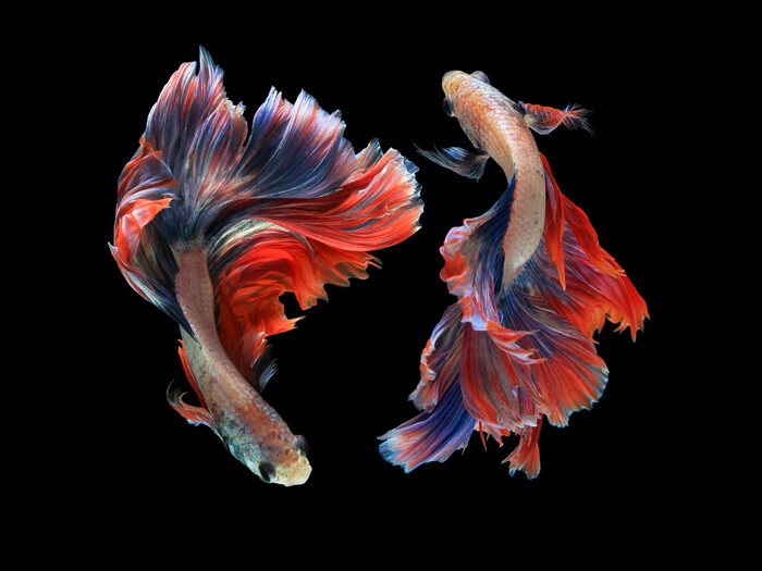 Two betta fish