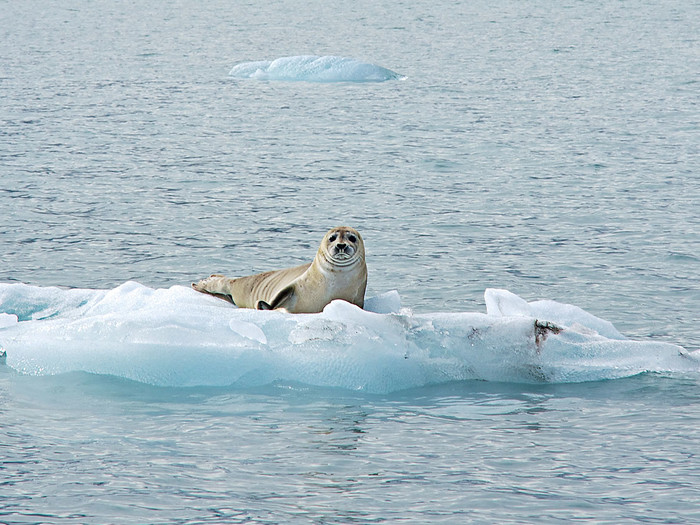 A seal floating on melting ice