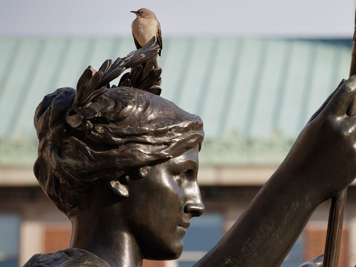 A bird on Alma Mater