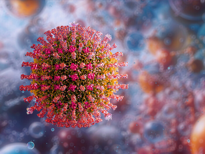 Measles morbilli virus
