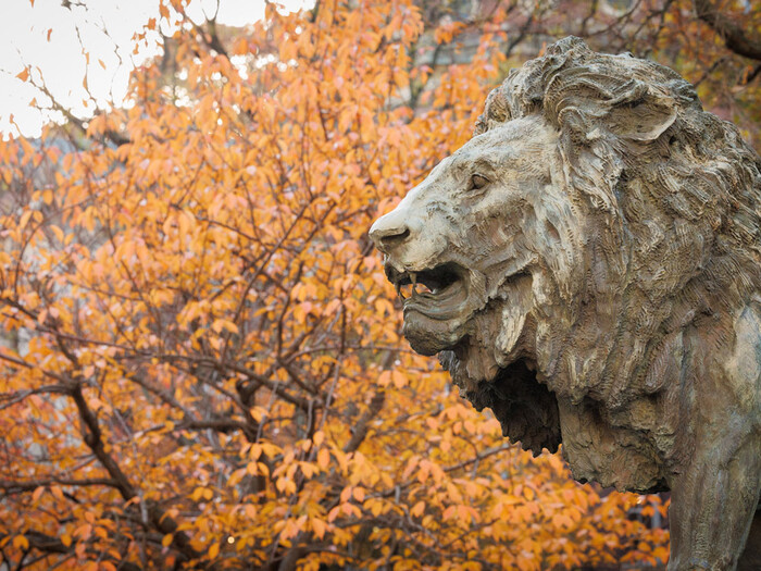 Photo of Columbia Lion